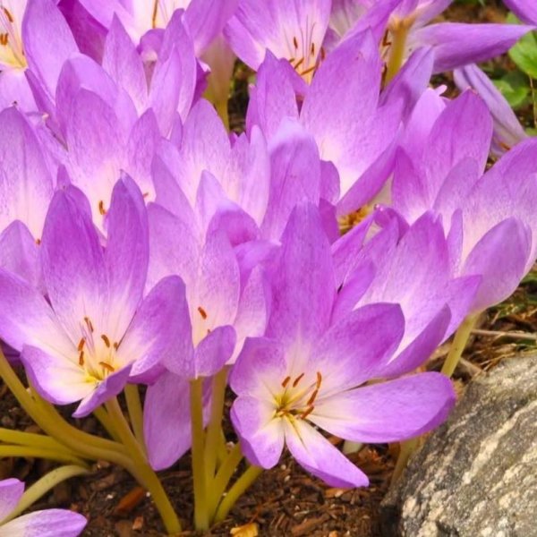 Безвременник Борнмюллера