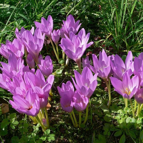 Колхикум безвременник