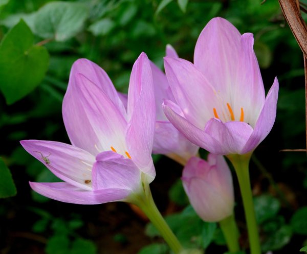 Безвременник осенний Colchicum autumnale