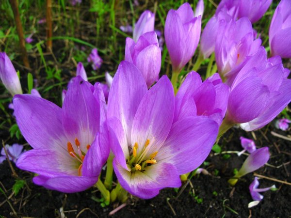 Колхикум безвременник