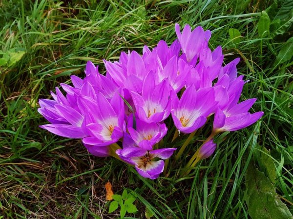 Безвременник (Colchicum) Waterlily