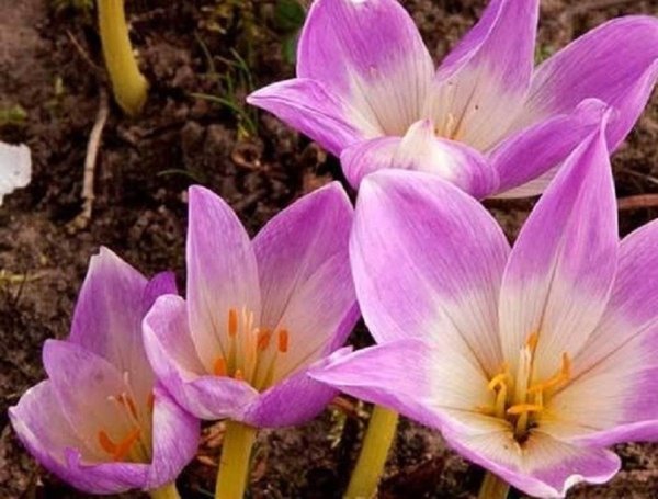 Цветок безвременник осенний