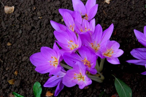 Крокус осенний безвременник