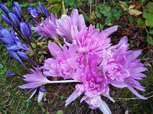 Безвременник цветок