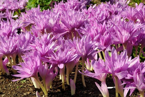 Безвременник весёлый