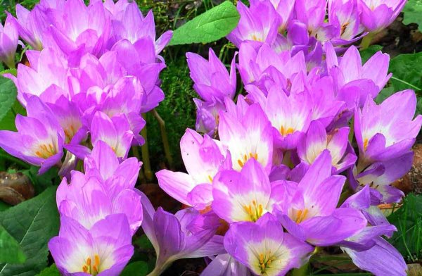 Безвременник Византийский