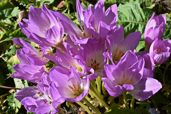 Крокус осенний безвременник