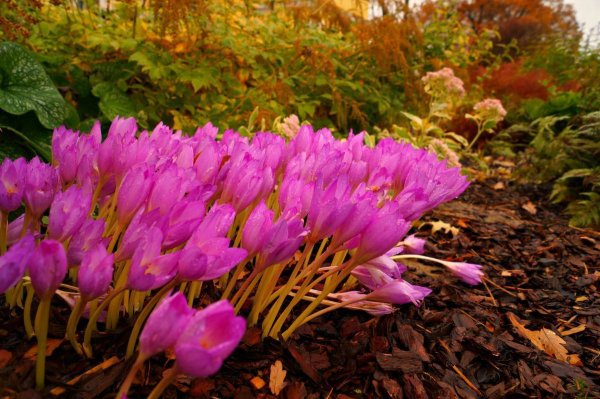 Колхикум безвременник Византийский