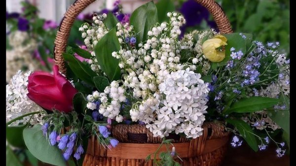 Нарциссы сирень Ландыши