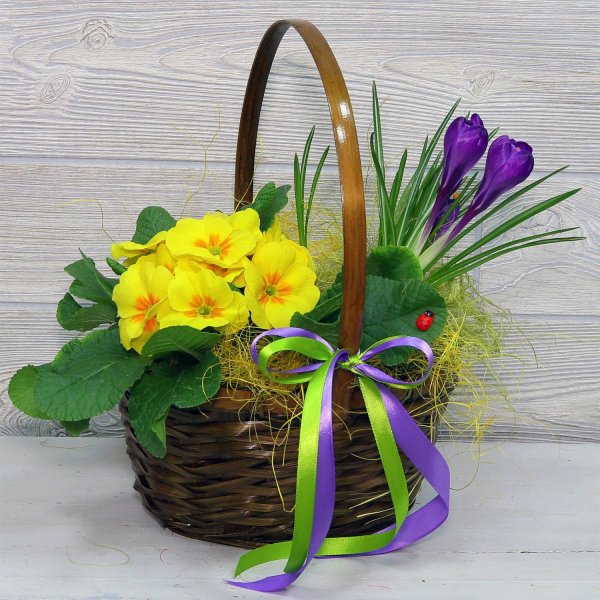 Крокусы и примула