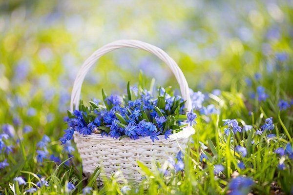 Незабудки в корзинке