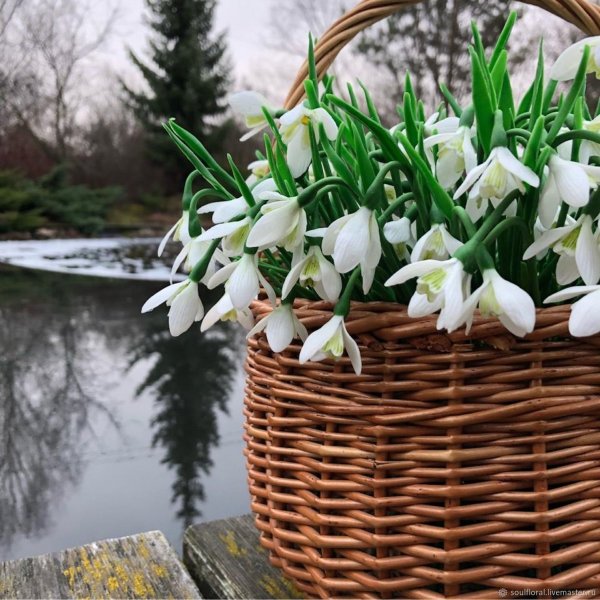 Букет пролески и подснежники