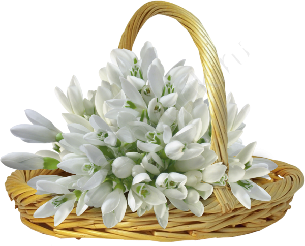 Подснежники в корзине