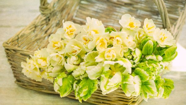 Букет нарциссов в корзинке