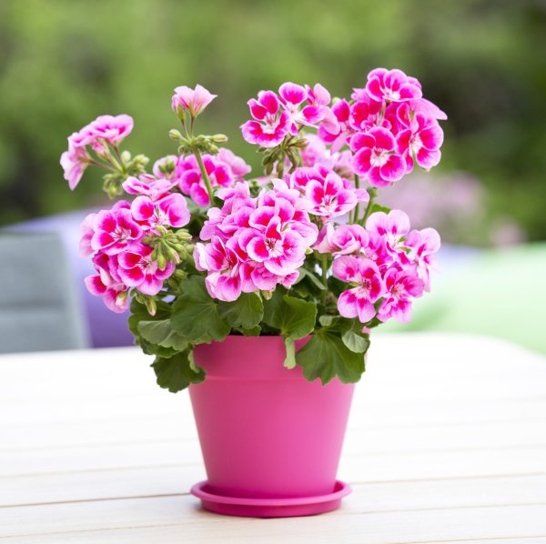 Герань в горшке