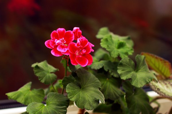 Комнатные растения пеларгония герань