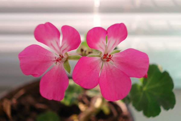 Герань Соллери