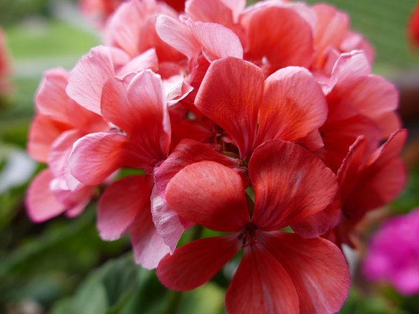 Пеларгония Таира Злата