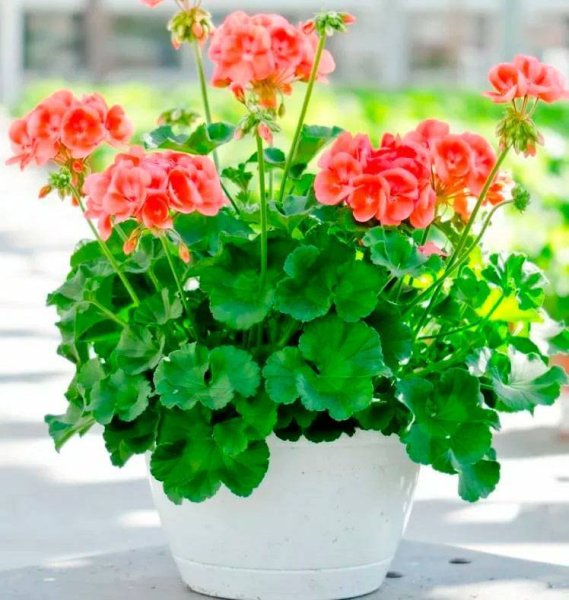 Пеларгония Криспа