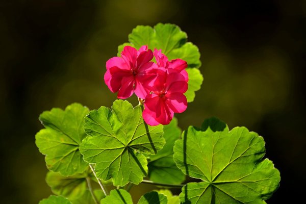 Герань куст