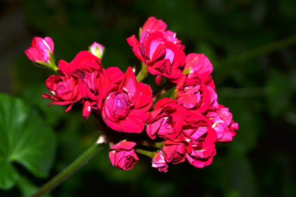 Пеларгония Таира Сибирская роза