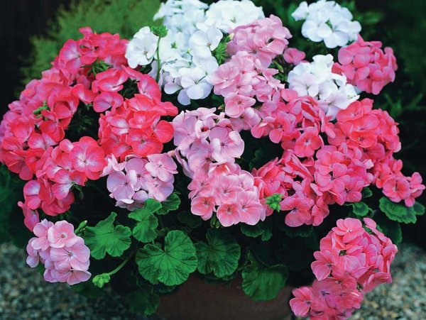 Пеларгония герань комнатная