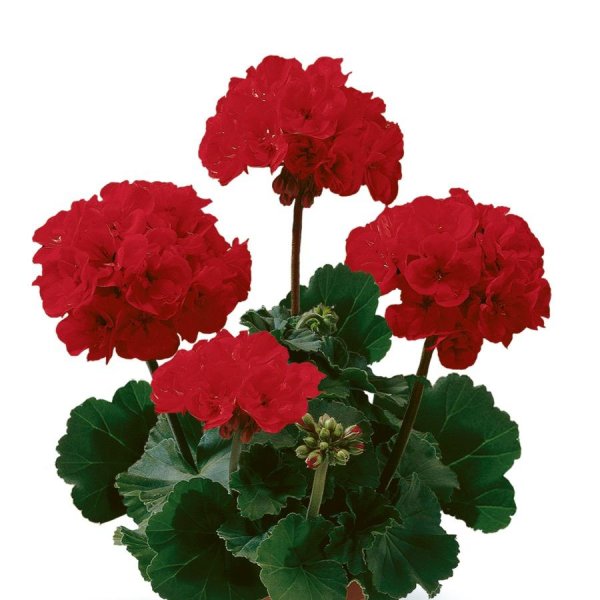 Пеларгония герань