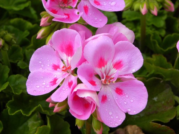 Герань (Geranium)