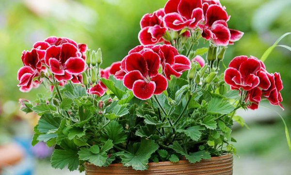 Пеларгония цветок