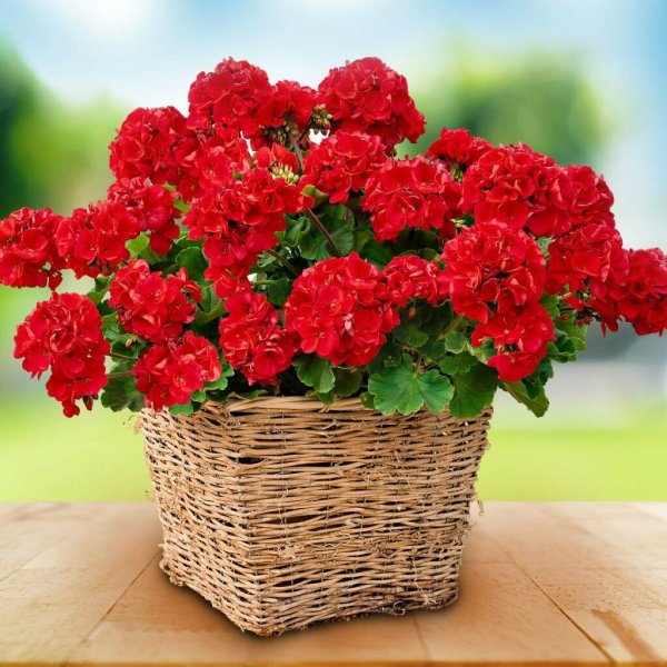 Герань цветок