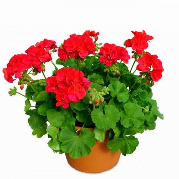 Герань комнатная роза