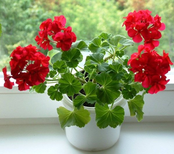 Пеларгония герань комнатная