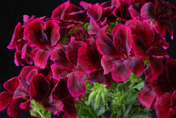 Пеларгония герань