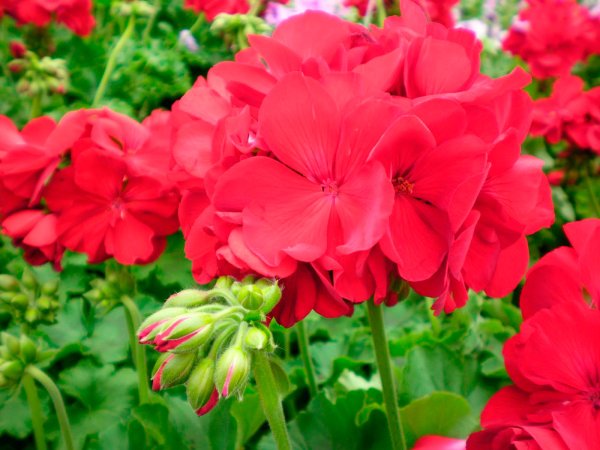 Герань (Geranium)