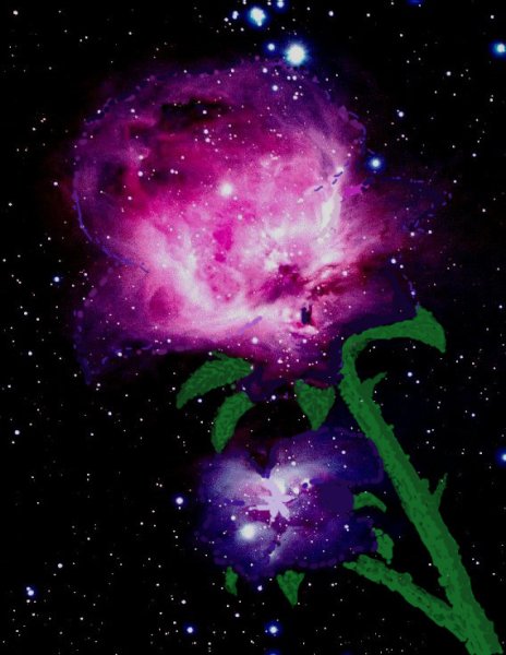 Звездные цветы картинки