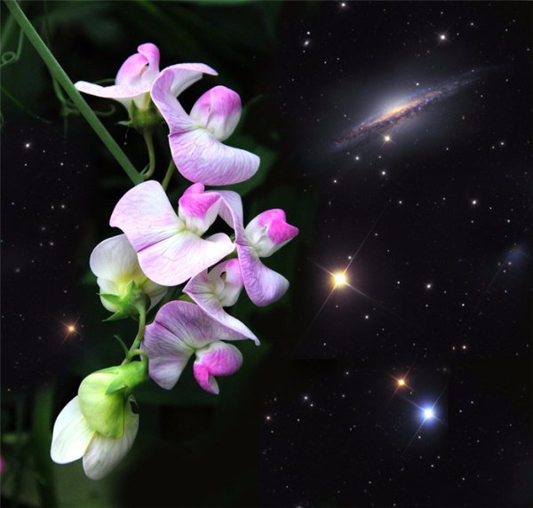 Звездный цветок