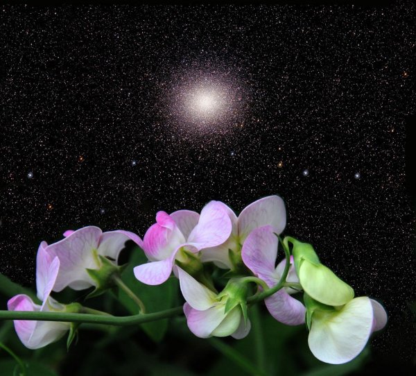 Цветы и звездное небо