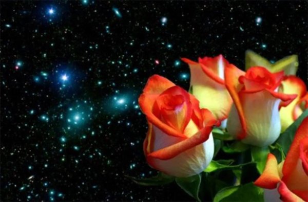 Розы и звезды