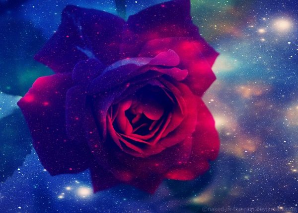 Розы и звезды