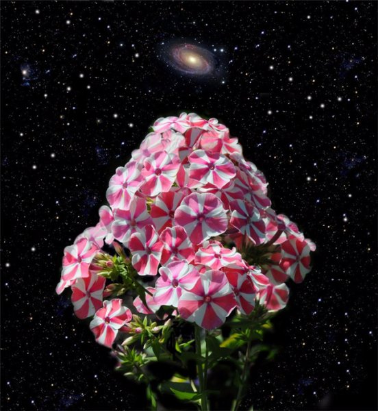 Звездный цветок