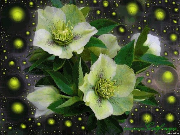 Открытка зеленая с цветами