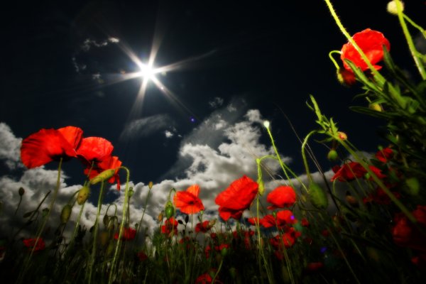 Полевые цветы ночью