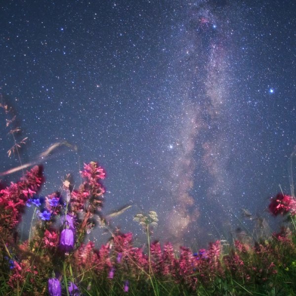 Звездный цветок