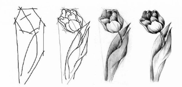 Тюльпан рисунок карандашом для детей