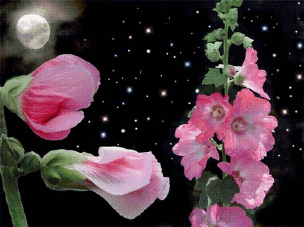 Спокойной ночи цветы