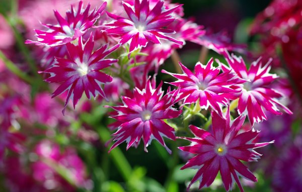 Ночной цветок Луноцвет