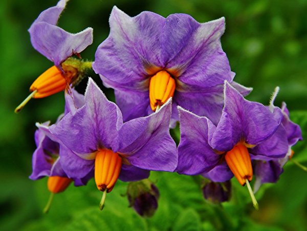 Картофельные цветы