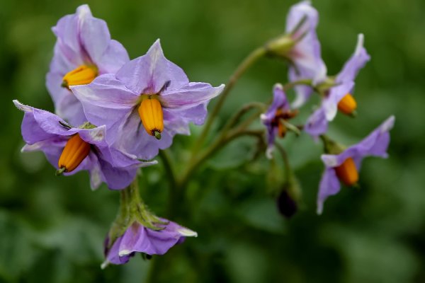 Отцветшие цветы картофеля