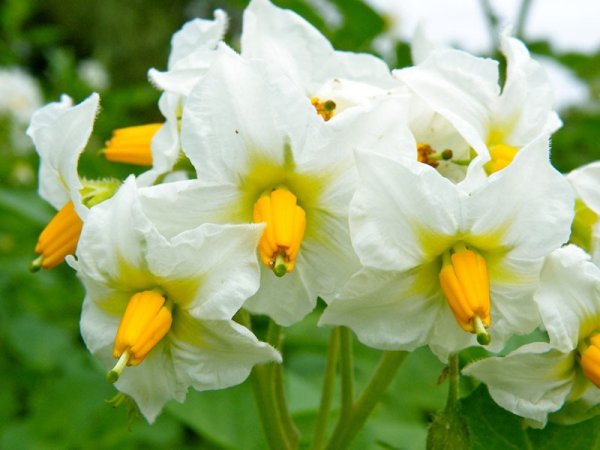 Картофельные цветы