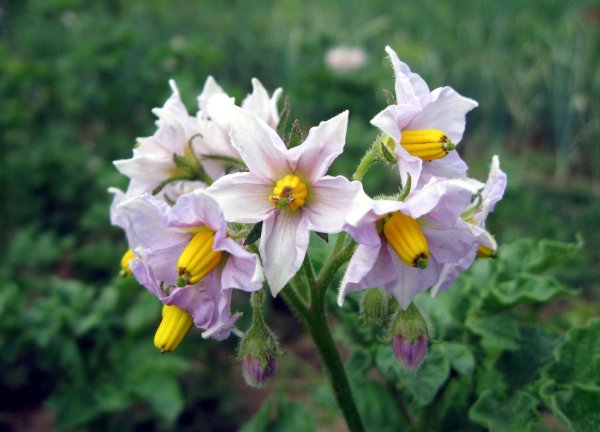 Цветок картофеля